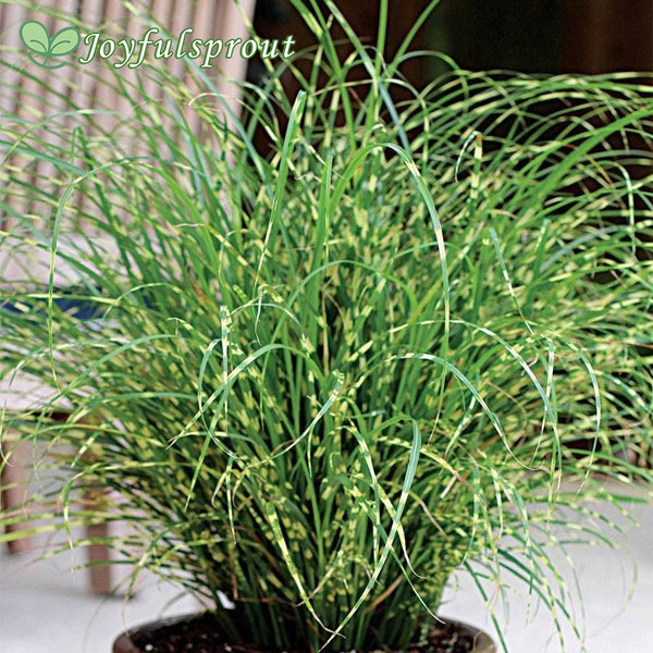 Miscanthus Bandwidth Seeds