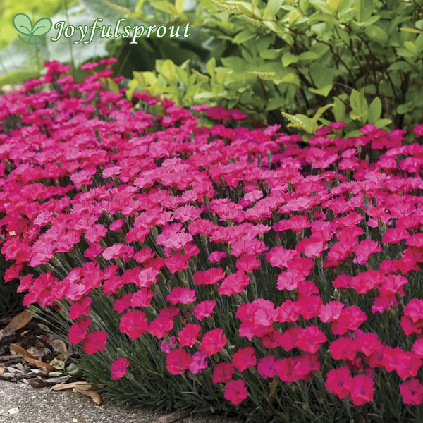 Dianthus 'Paint the Town Magenta' Seeds