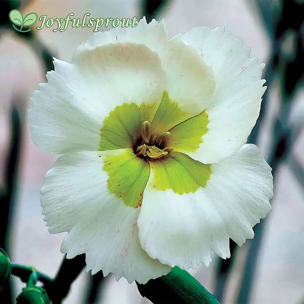 Dianthus American Pie Key Lime Pie Seeds