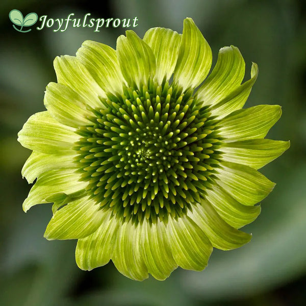Prairie Blaze Green Coneflower Seeds