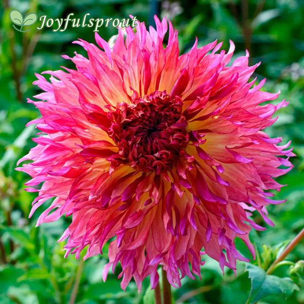 Dahlia Myrtle's Folly Dinner Plate Dahlia Seeds