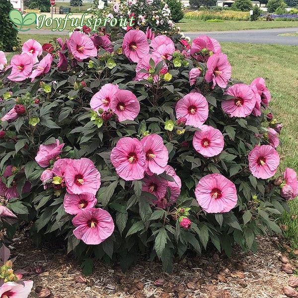 Hibiscus Summerific 'Berry Awesome' Rose Mallow Seeds