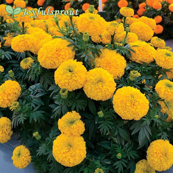 Big Duck Gold F1 Marigold Seeds