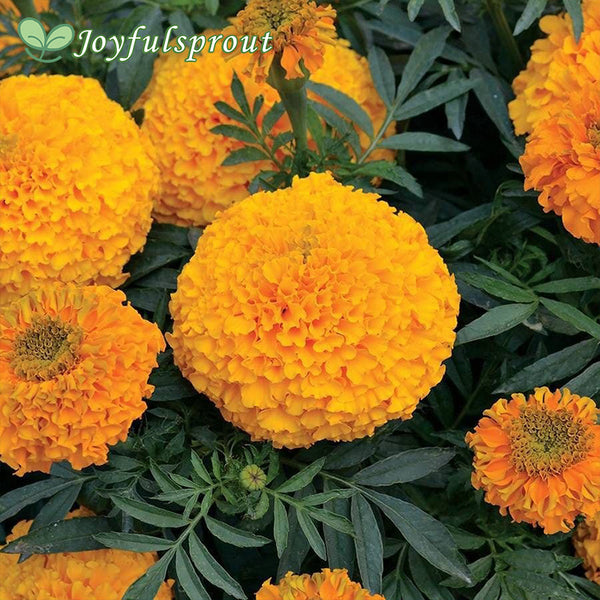 Big Duck Orange F1 Marigold Seeds