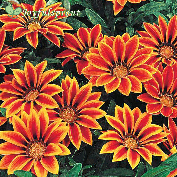 Frosty Kiss Orange Flame Hybrid Gazania Seeds