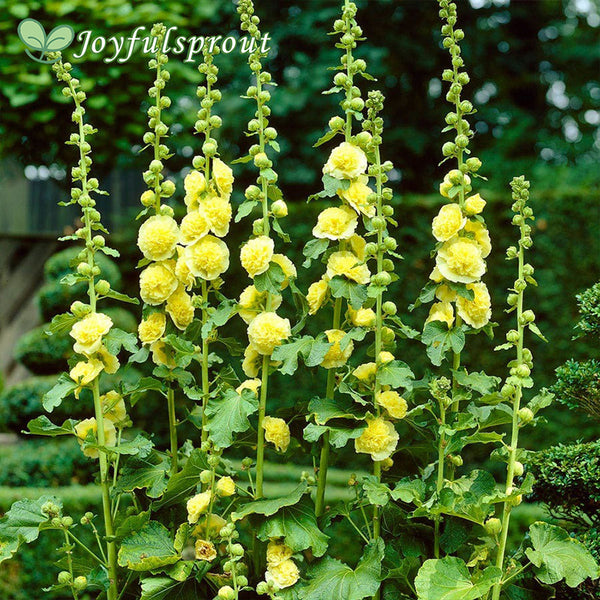 Alcea Yellow Hollyhock Seeds