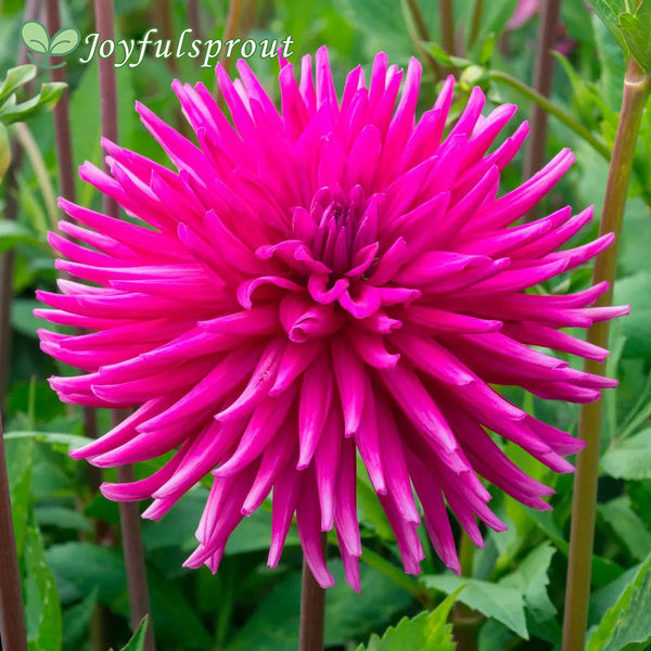 Dahlia 'Purple Gem' Cactus Dahlia Seeds