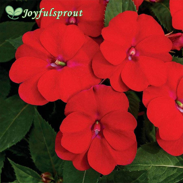 SunPatiens Vigorous Red Seeds