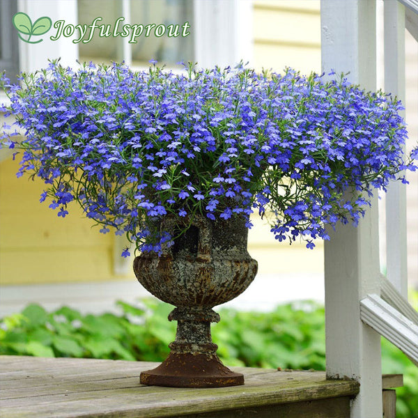 Fountain Blue Lobelia Seeds