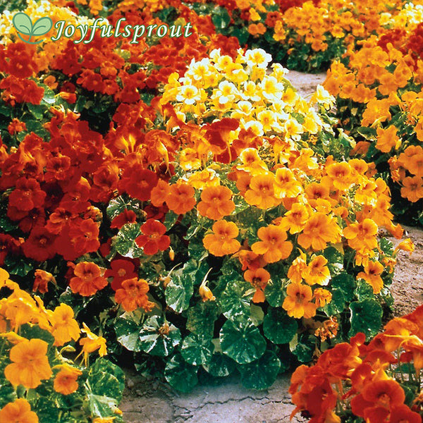 Alaska Nasturtium Seeds