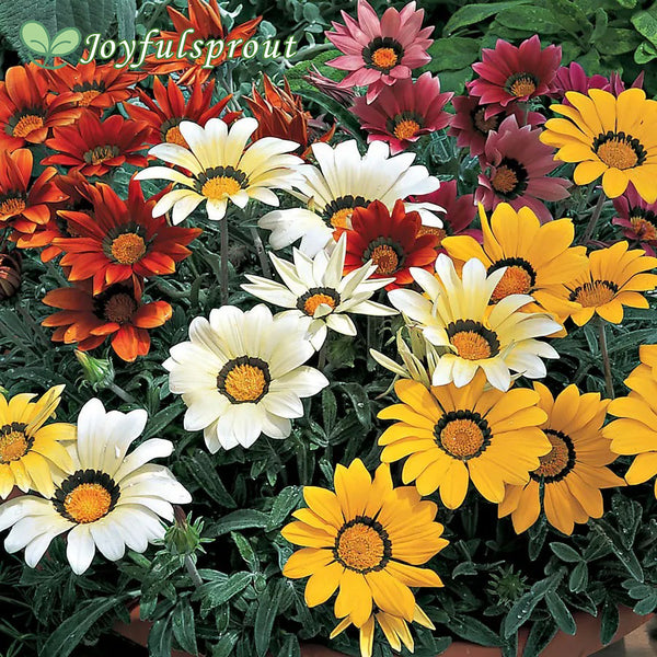 Frosty Kiss Mix Gazania Seeds
