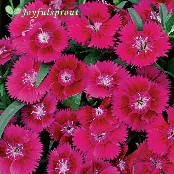Ideal Violet Dianthus Seeds