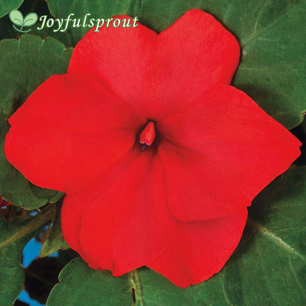 Accent Premium Red Hybrid Impatiens Seeds