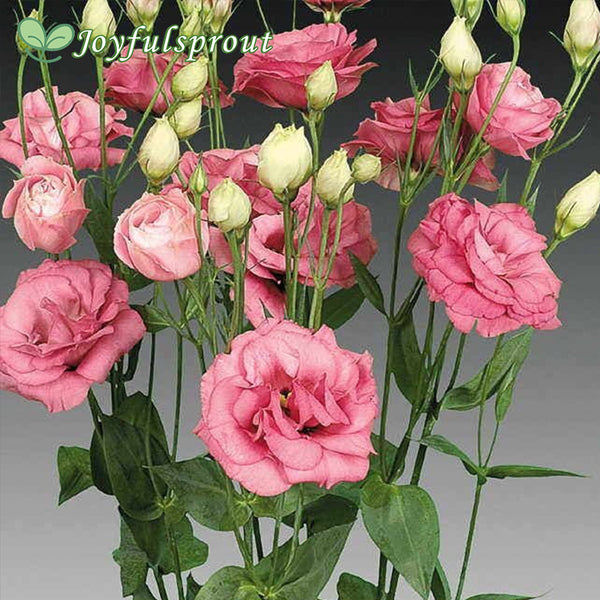 Cessna Rose Lisianthus Seeds