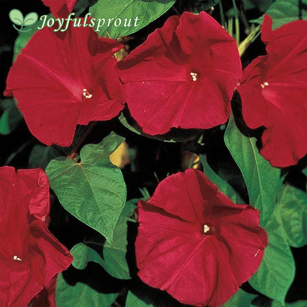 Scarlet O'Hara Morning Glory Vine Seeds