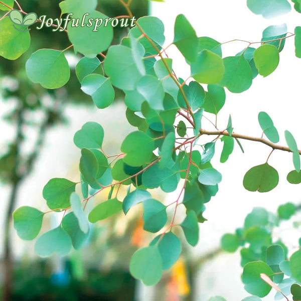 Eucalyptus polyanthemos Red Box Seeds