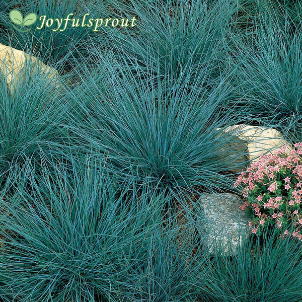 Blue Fescue Perennial Seeds