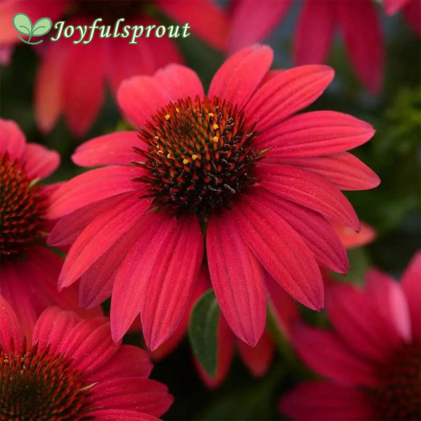 Sombrero Baja Burgundy Coneflower Seeds