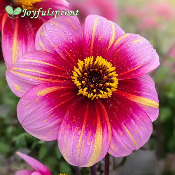 Dahlia Neon Flair Dark Leaf Single Seeds