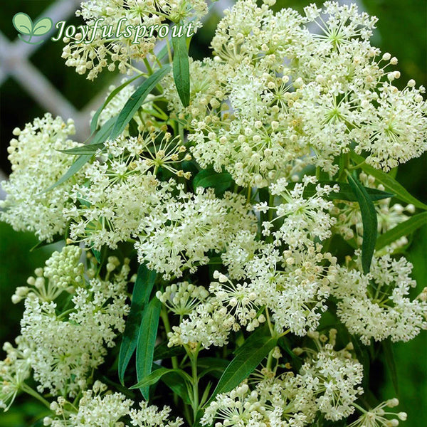 Asclepias 'Ice Ballet' Milkweed Seeds