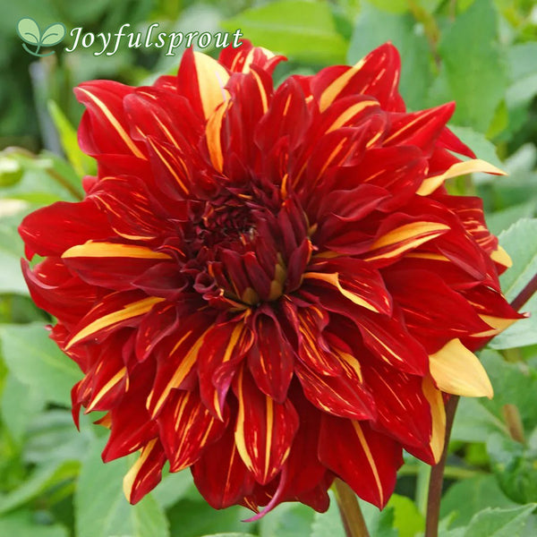 Dahlia Bohemian Spartacus Dinner Plate Dahlia Seeds