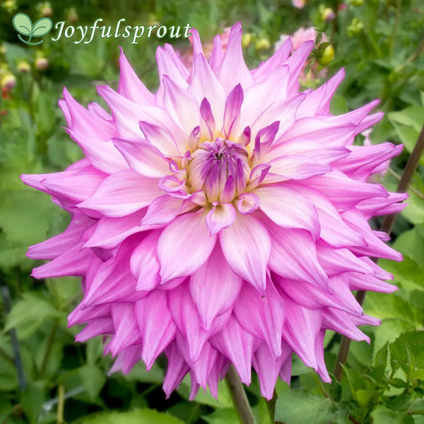 Dahlia Sir Alfred Ramsey Dinner Plate Dahlia Seeds