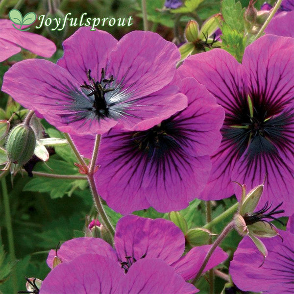 Geranium 'Dragon Heart' Seeds