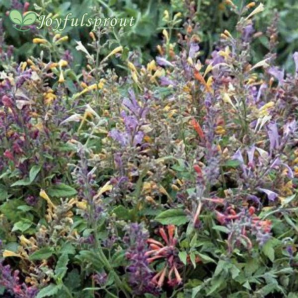 Fragrant Carpet Hummingbird Mint Mix Seeds