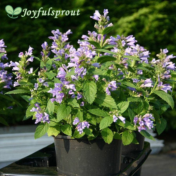 Panther Dark Blue Japanese Catmint Seeds