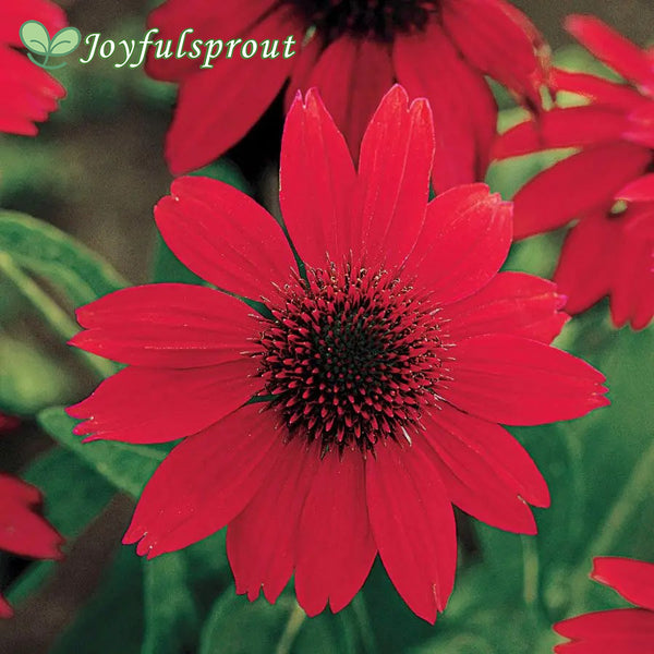Echinacea Sombrero Salsa Red Seeds