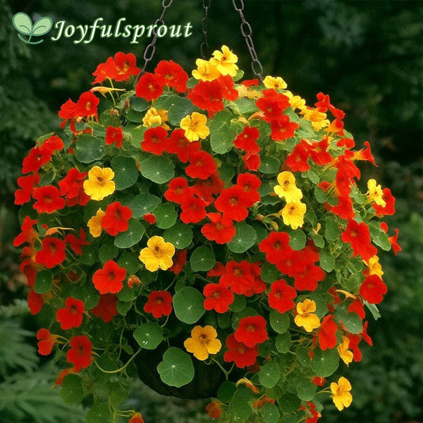 Fragrant Giants Nasturtium Seeds