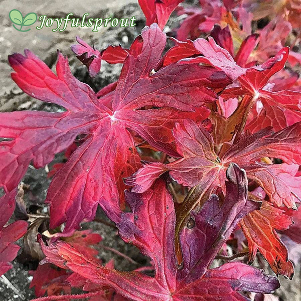 Geranium maculatum Crane Dance Seeds