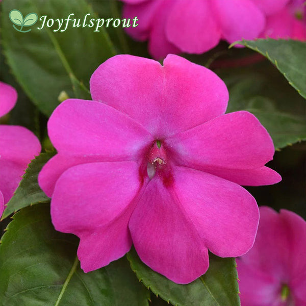 Solarscape XL Pink Jewel Hybrid Impatiens Seeds