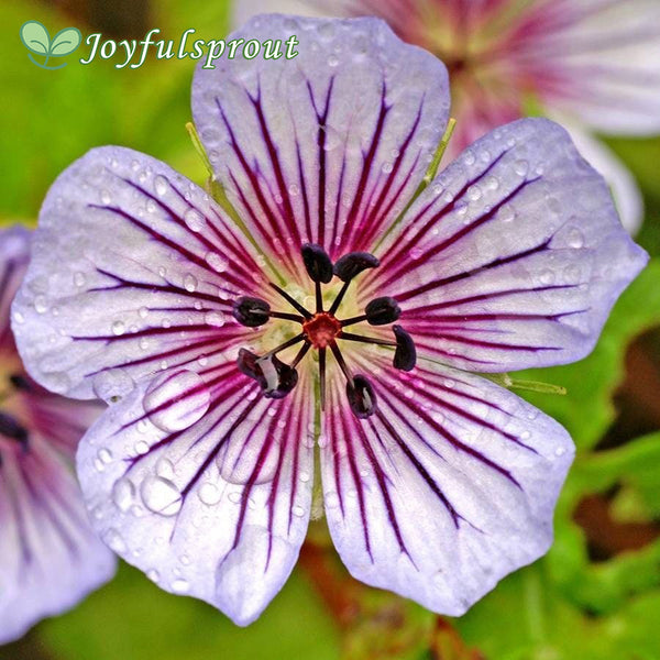 Crystal Lake Geranium Seeds