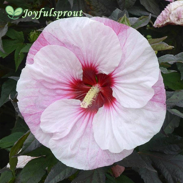 Hibiscus Summerific 'Perfect Storm' Rose Mallow
