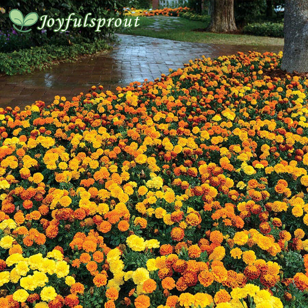 Hot Pak Mixture Marigold Seeds