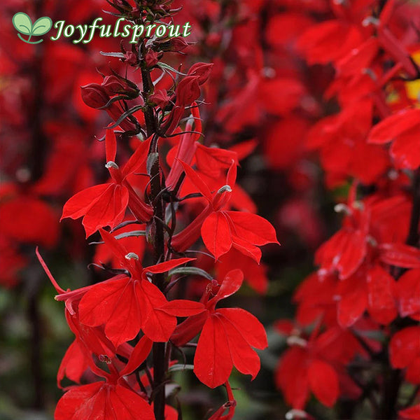 Starship Scarlet Lobelia Seeds