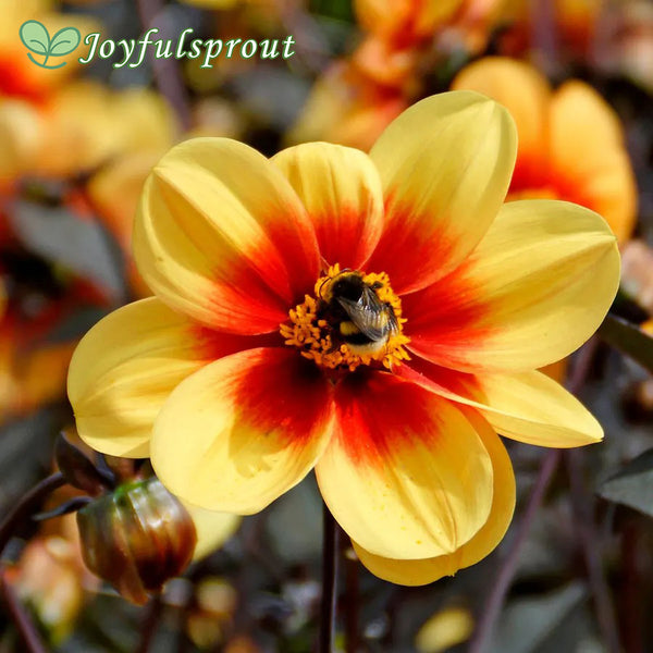 Dahlia 'Sunshine' Dark Leaf Single Seeds