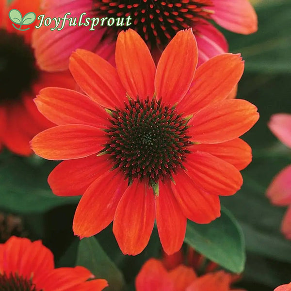 Echinacea Sombrero Hot Coral Coneflower Seeds
