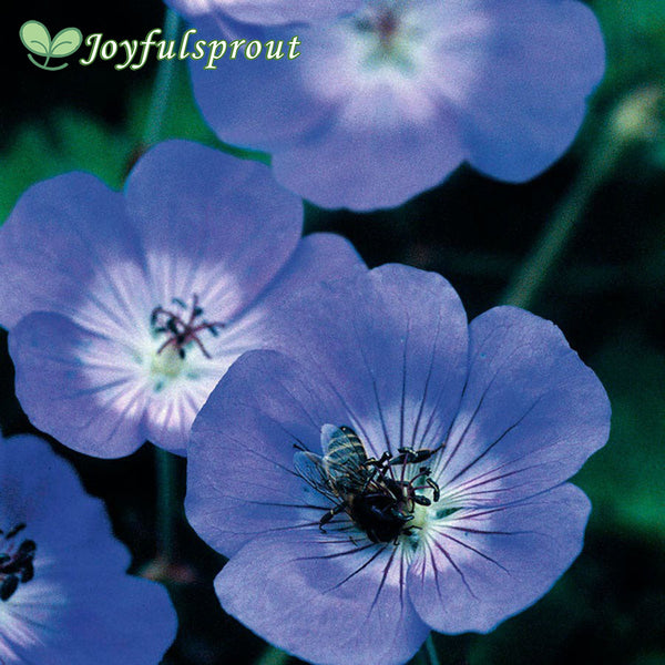 Geranium 'Rozanne' Seeds