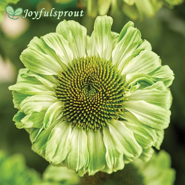 Echinacea SunSeekers Apple Green Coneflower Seeds