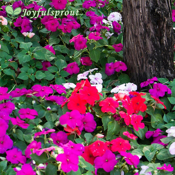 Shady Lady II Glow Girl Hybrid Impatiens Seeds