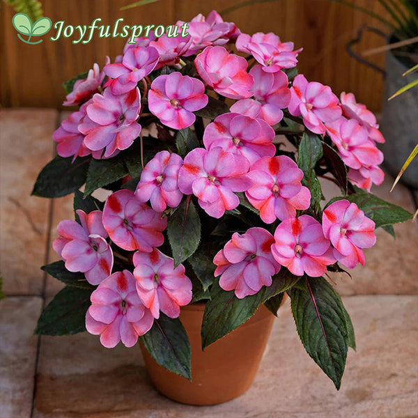 SunPatiens Compact Pink Candy Seeds