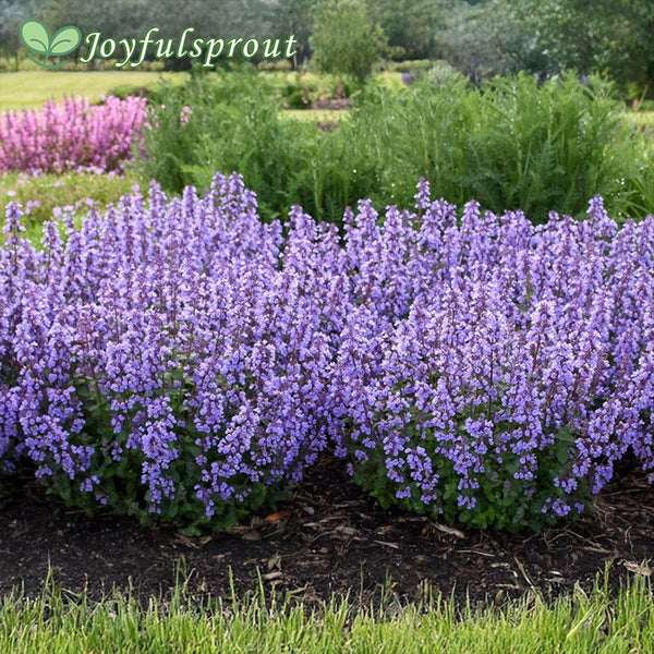 'Cat's Pajamas' Catmint Seeds