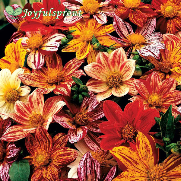 Fireworks Dahlia Seeds