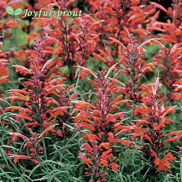 Agastache Giant Hyssop Seeds
