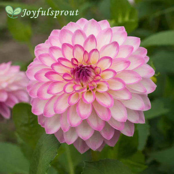 Dahlia Arbatax Decorative Dahlia Seeds