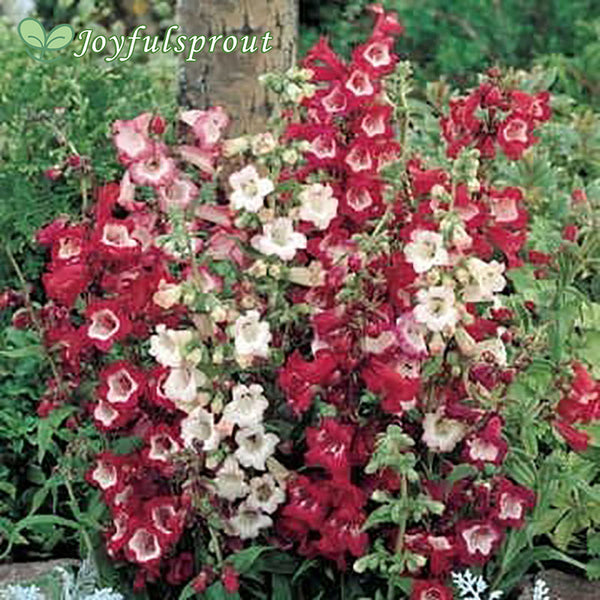 Esprit Mix Penstemon Seeds