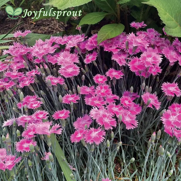 Dianthus EverBloom Watermelon Ice Seeds