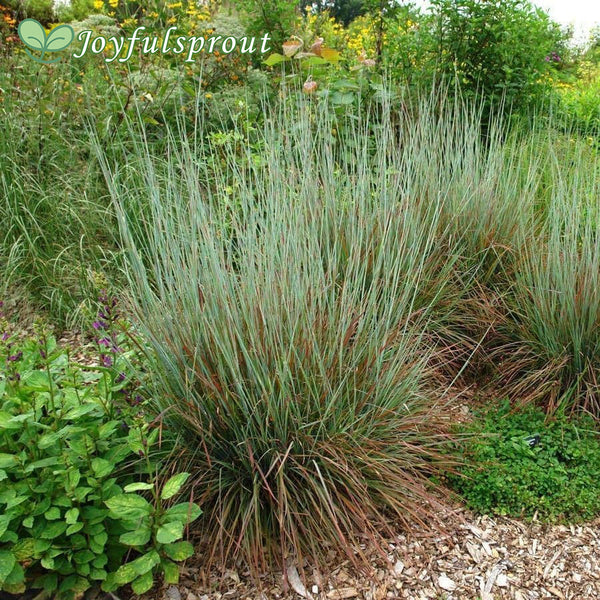 Schizachyrium 'Standing Ovation' Seeds